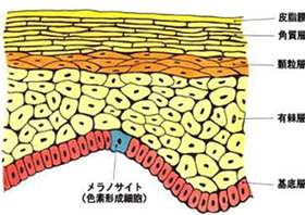 表皮の構造