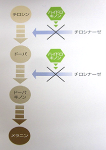 メラニン