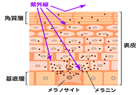 しみ発生の機序